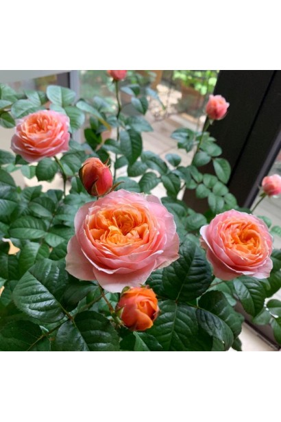 Троянда чайно-гібридна Вувузела 